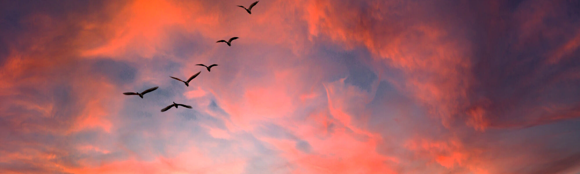 Flock of birds flying across a pink and orange sunset sky